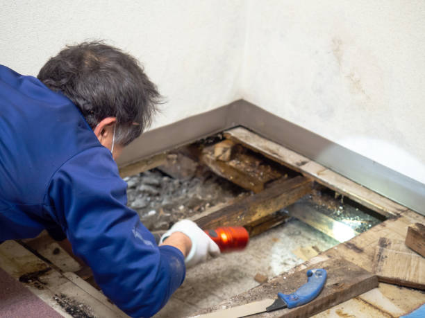 Best Mold Testing  in Mcgaheysville, VA