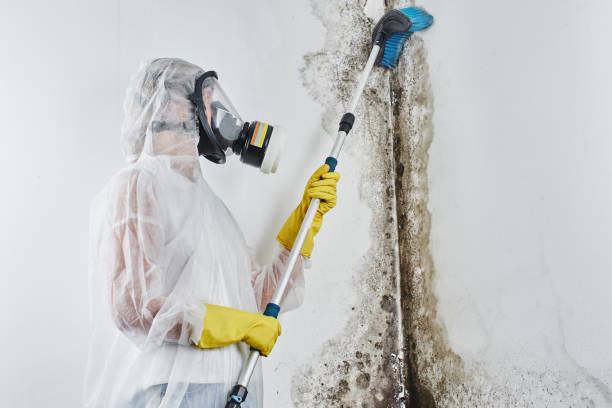 Best Crawl Space Mold Removal  in Mcgaheysville, VA