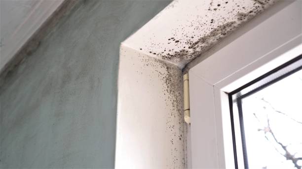 Best Toxic Mold Removal  in Mcgaheysville, VA