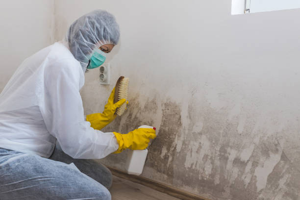 Best Local Mold Removal Service  in Mcgaheysville, VA