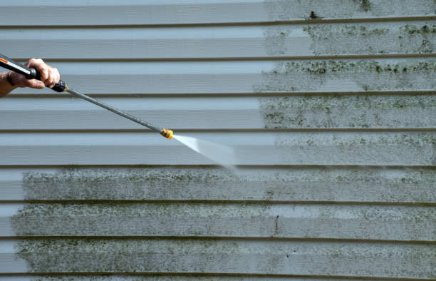 Best Black Mold Removal  in Mcgaheysville, VA