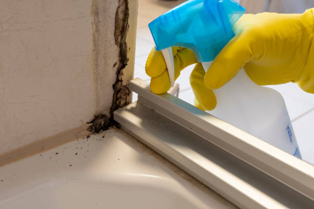 Best Certified Mold Removal  in Mcgaheysville, VA