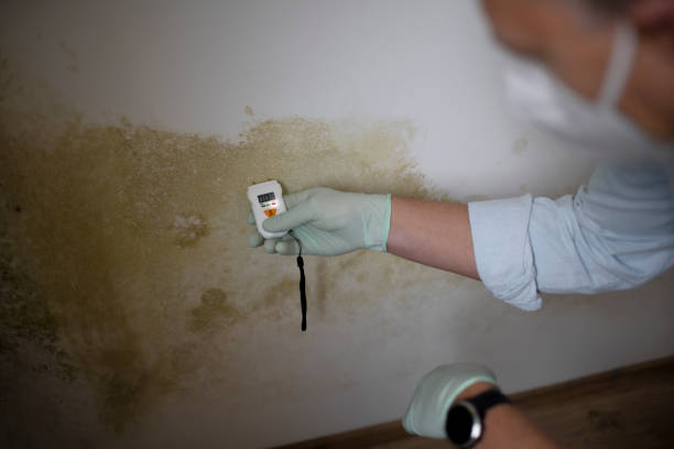 Best Fast Mold Removal  in Mcgaheysville, VA