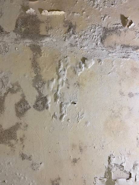 Home Mold Removal in Mcgaheysville, VA
