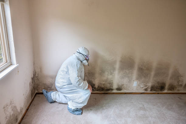 Best Toxic Mold Removal  in Mcgaheysville, VA
