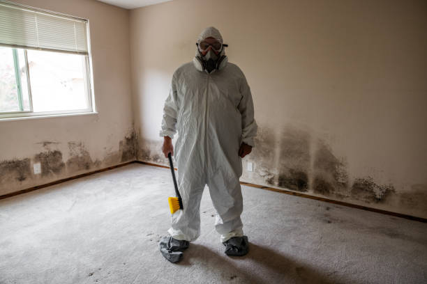 Best Local Mold Removal Service  in Mcgaheysville, VA