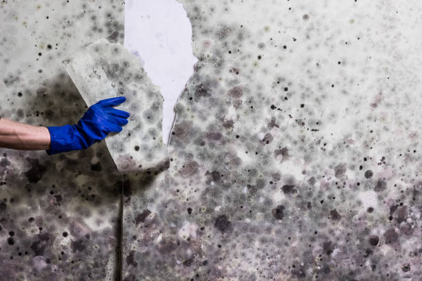 Best Home Mold Removal  in Mcgaheysville, VA