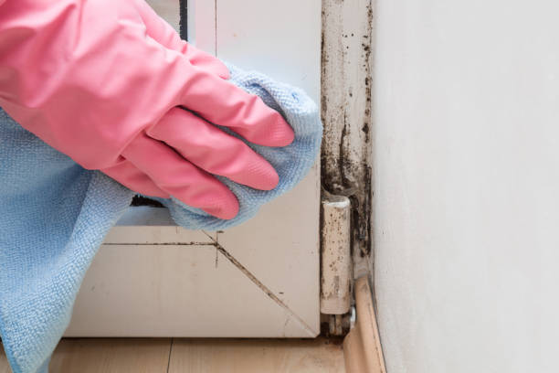 Mold Removal and Inspection in Mcgaheysville, VA
