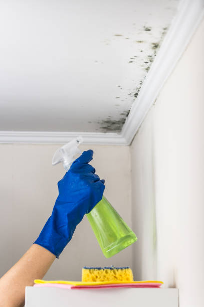 Best Commercial Mold Removal  in Mcgaheysville, VA