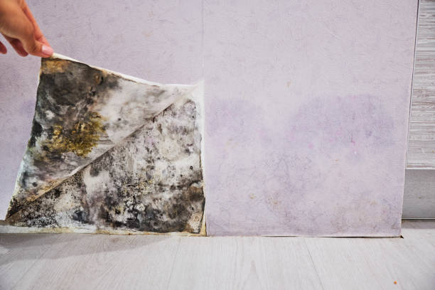 Best Mold Removal Process  in Mcgaheysville, VA